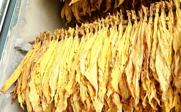 木屑顆粒燃料烘烤煙葉可以嗎？