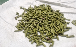 鋸末顆粒一噸能賺多少？顆粒機(jī)廠家給你算了一筆賬