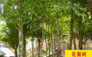 紅花梨下腳料千萬別再丟了，都是寶啊