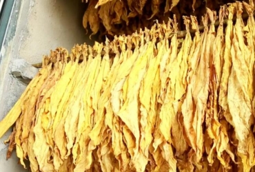 余慶縣:木屑顆粒機(jī)生物質(zhì)顆粒燃料烤房助力烤煙產(chǎn)業(yè)提質(zhì)增效